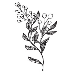 Vector set of branch with berries. ink hand drawing wild plants and herbs, monochrome artistic botanical illustration for backgrounds. Temlate for wedding cards and polygraphy, logo, tattoo