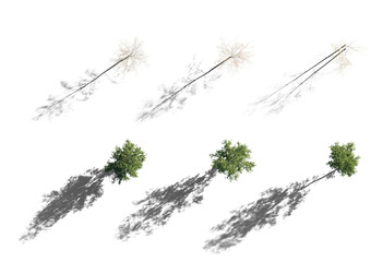 Top view Set of Birch trees betula trees isolated png in Autumn and summer variant on a transparent...