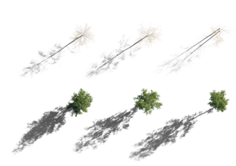 Top view Set of Birch trees betula trees isolated png in Autumn and summer variant on a transparent background with realistic shadow premium cutout 