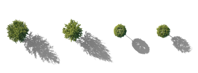 Top View Set of Tilia trees sheared in various shapes: cube, ball isolated png on a transparent background with realistic shadow premium cutout linden basswood lime trees common tree street tree 