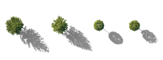 Fototapete Rund Bäume Top View Set of Tilia trees sheared in various shapes: cube, ball isolated png on a transparent background with realistic shadow premium cutout linden basswood lime trees common tree street tree   © Roman