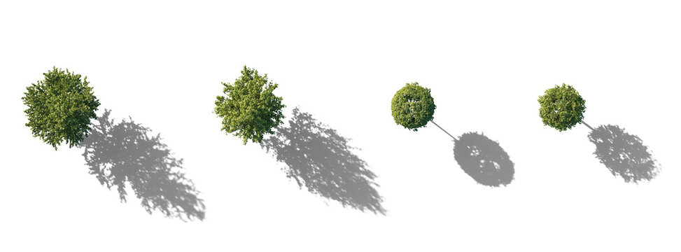 Top View Set of Tilia trees sheared in various shapes: cube, ball isolated png on a transparent background with realistic shadow premium cutout linden basswood lime trees common tree street tree 