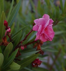 nature pink flower plant 