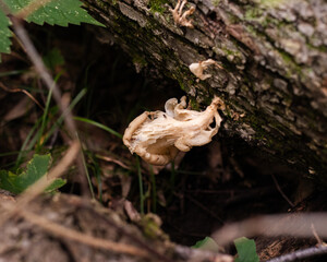 Wild Mushroom in the forest