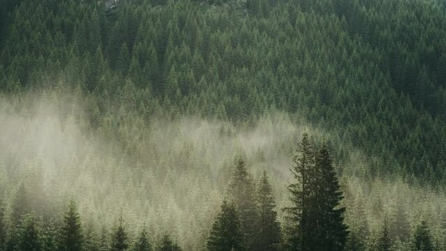 beautiful mountain landscape in Carpathian mountains. Fog rises over the mountain slopes