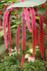 bonita flor rosa de la planta rabo de gato Acalypha hispida