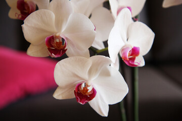 Naklejka na ściany i meble precioso flor de color rosa blanca Orquídea mariposa
