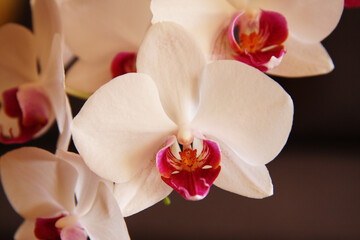 precioso flor de color rosa blanca Orquídea mariposa