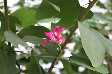 bonita flor rosa de un árbol de las orquídeas, Pata de vaca