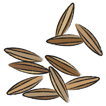 Hand drawn Cumin icon