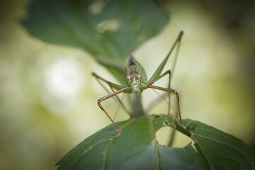 Close up of a forest insect looking into camera.