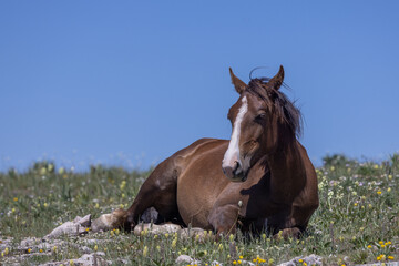 Obraz premium Beautiful Wild Horse in the Pryor Mountains Wild Horse Range Montana in Summer