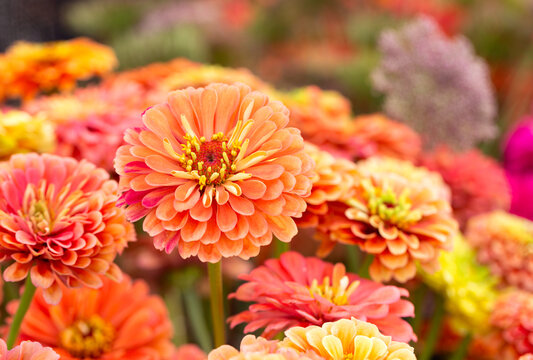 Autumn colored cut zinnia flowers at a local outdoor market