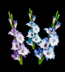 bouquet of gladiolus flowers on a black background