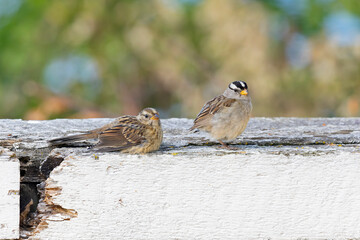 An adult white-crowned sparrow (Zonotrichia leucophrys) resting with its young.