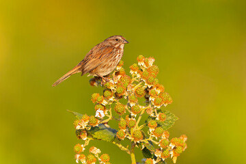 Song sparrow (Melospiza melodia) perched on a berry bush.