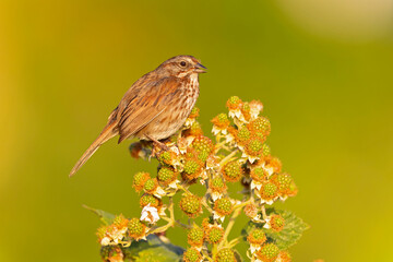 Song sparrow (Melospiza melodia) perched on a berry bush.