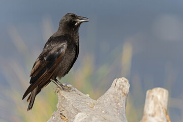 An American crow (Corvus brachyrhynchos) perching.