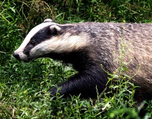 Badger in the grass