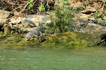 Crocodile à l'affut dans un fleuve Chiapas. Mexique.