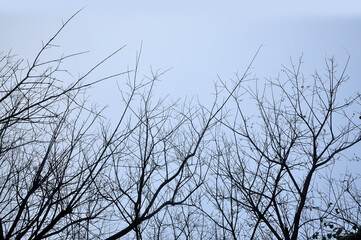 galhos de arvores secos no inverno 