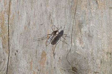Female Banded Mosquito, Culiseta annulata is a species of mosquito in the family Culicidae on a weathered wooden plank. Summer, August, Netherlands.