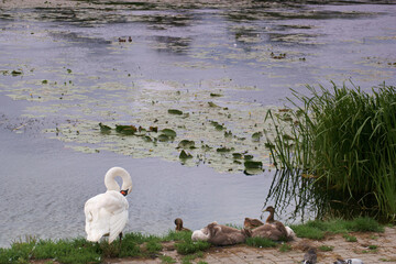łabędź, staw, przyrody, jezioro, natura, ptak, dziób, zwierzę, woda, biały, piękne, skrzydło, pióro, © Piotr