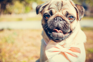 Portrait of cute pug dog, outdoors