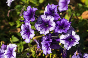 petunia blue vane