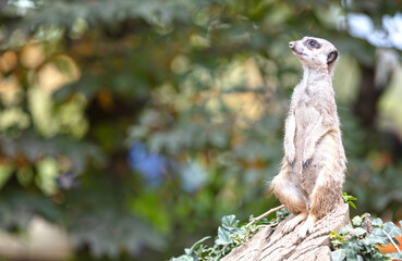 Naklejka na ściany i meble Meerkat (Suricata suricatta) on watch-duty, selective focus