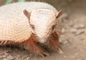 Six-Banded Armadillo (Euphractus Sexcinctus), selective focus