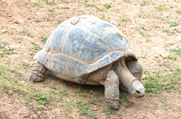 Obraz premium Giant Galapagos turtle walking