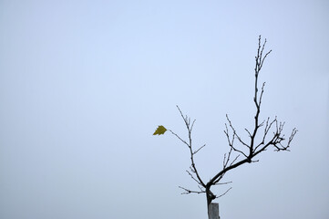 galhos de arvores secos no inverno 