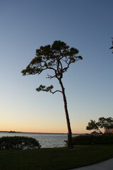 silhouette of a tree at sunset