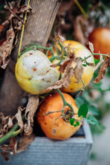 Tomato plant disease. The vegetables are stained, wrinkled and rotten. Agricultural industry. © Cherkasova Alie