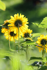 macro from growing silphia, energy plant