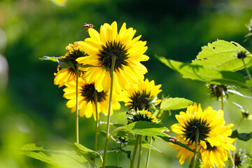 macro from growing silphia, energy plant