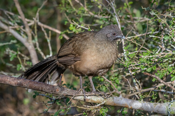 Plain Chachalaca in Texas Thicket