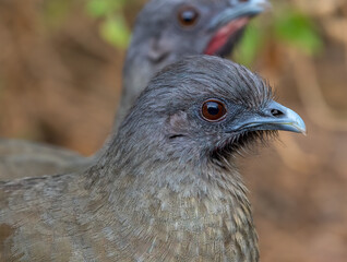 Plain Chachalaca in Texas Thicket