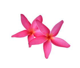 Tropical flowers frangipani (plumeria) transparent png
