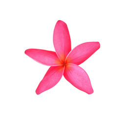 Tropical flowers frangipani (plumeria) transparent png