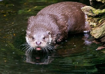 otter in the water