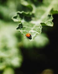 ladybug on leaf