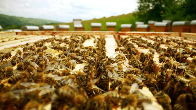 Close-up view of honeycomb frames in beehives where bees working. Busy bee colony making healthy organic honey. Beekeeping industry. Apiculture concept.