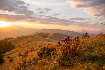 Blooming bouquet of mountain flowers against the backdrop of sunrise. Sunrise in the Carpathians.