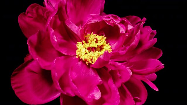 Red Peony Open Flower in Time Lapse on a Black Background. Vedding Concept. Side View on Pink Flower with Yellow Stamens