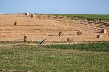 Storks ( Ciconiidae ) on a stubble field between hay bales
