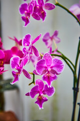 Bright pink and white orchid flowers on long green stems macro shot