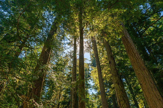 Douglas fir and Western Red Cedar trees ancient forest, Macmillan provincial park, Cathedral Grove, Vancouver Island, British Columbia, Canada.