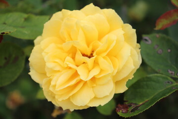 yellow rose in the garden